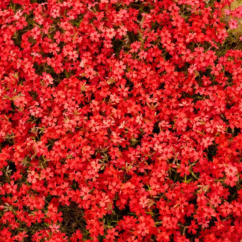 1100+ Mix Creeping Phlox Seeds border display delivers lasting color in sunny beds.