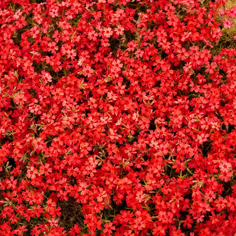 1100+ Mix Creeping Phlox Seeds border display delivers lasting color in sunny beds.