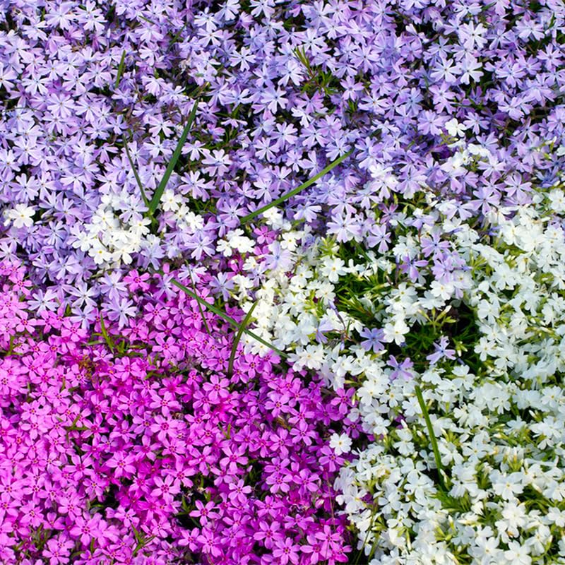 1100+ Mix Creeping Phlox Seeds used as cut flowers for bright indoor arrangements.