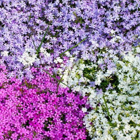 1100+ Mix Creeping Phlox Seeds used as cut flowers for bright indoor arrangements.