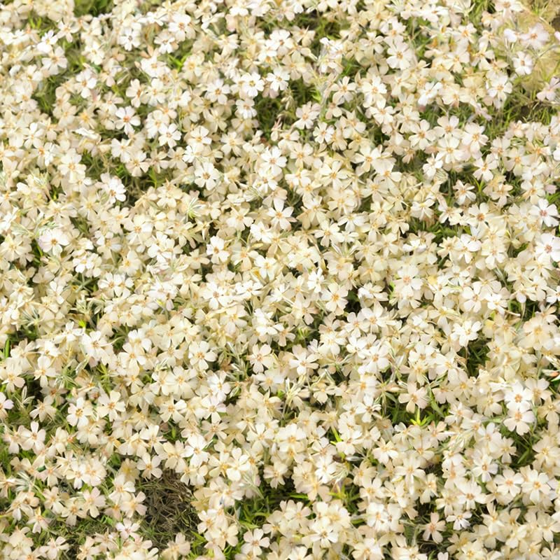1100+ Mix Creeping Phlox Seeds sown directly in soil under full sun for sturdy growth.