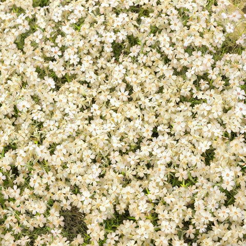 1100+ Mix Creeping Phlox Seeds sown directly in soil under full sun for sturdy growth.