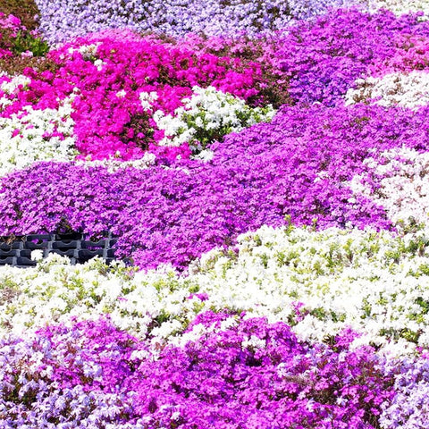 1100+ Mix Creeping Phlox Seeds edge rock walls with well-drained soil for color.