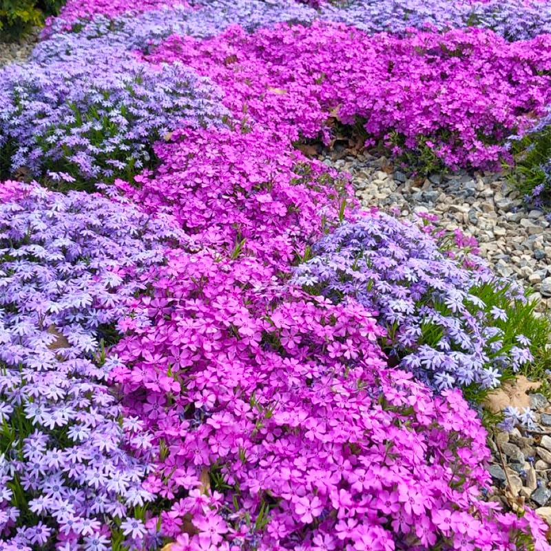 1100+ Mix Creeping Phlox Seeds attract bees and butterflies with midsummer fragrance.