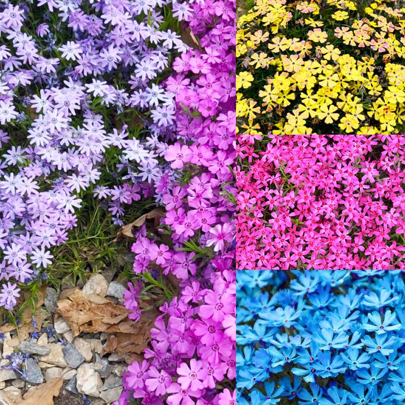 Creeping Phlox Seeds mixed color blooms close-up for vibrant border planting.