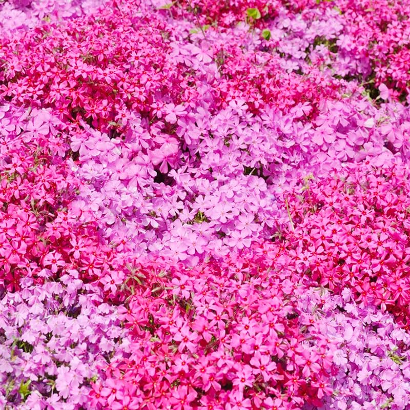 Creeping Phlox Seeds pollinator-friendly blooms attract bees and butterflies.