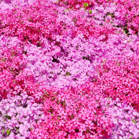 Creeping Phlox Seeds pollinator-friendly blooms attract bees and butterflies.