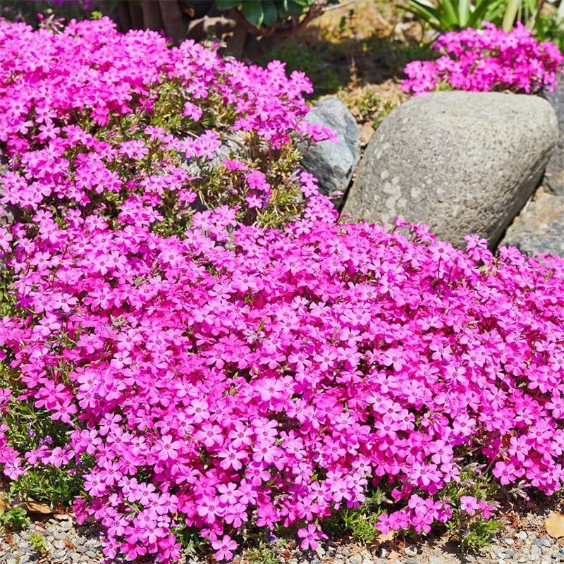 Creeping Phlox Seeds summer blooms for sunny, drought-tolerant landscapes.
