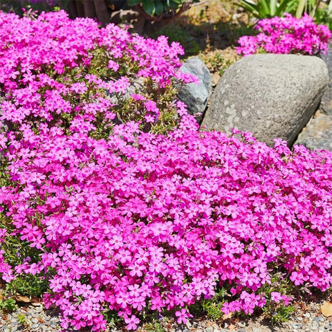 Creeping Phlox Seeds summer blooms for sunny, drought-tolerant landscapes.