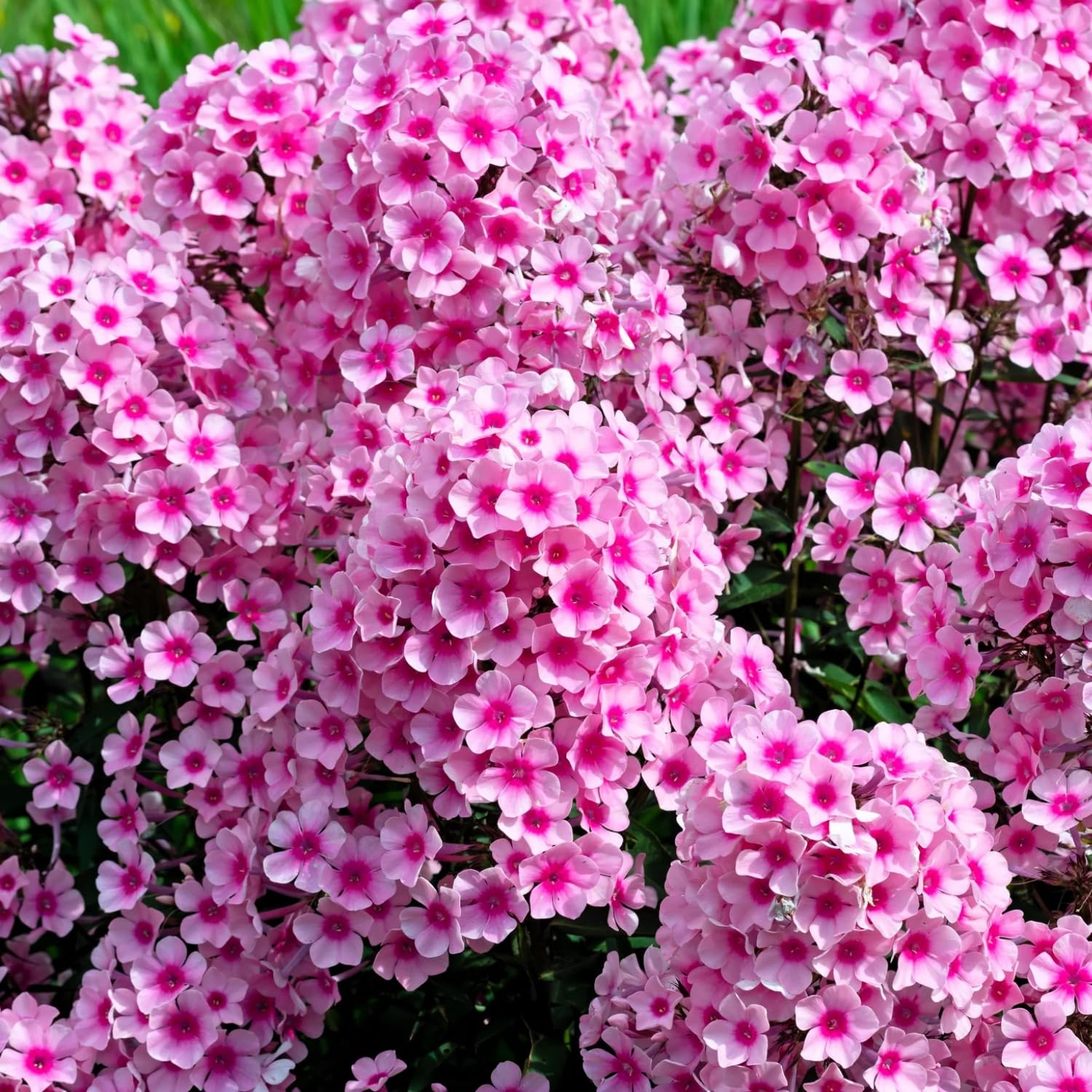 Creeping Phlox Seeds zone 3-9 adaptable to varied soils.