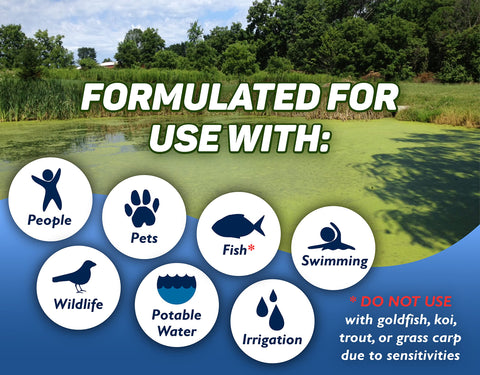 Crystal Blue pond water surface with algae patch before treatment.