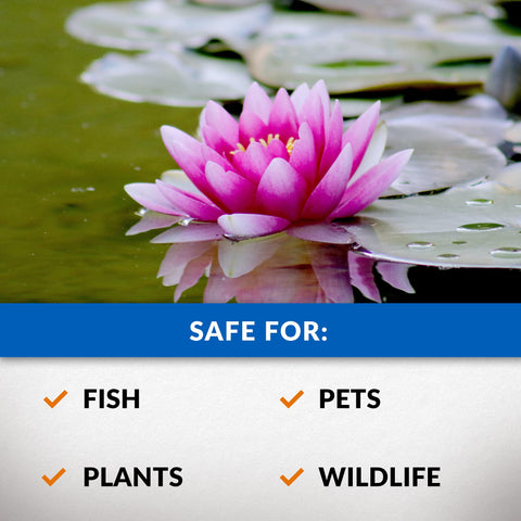 CrystalClear Algae D-Solv demonstrates fish-safe use for koi.