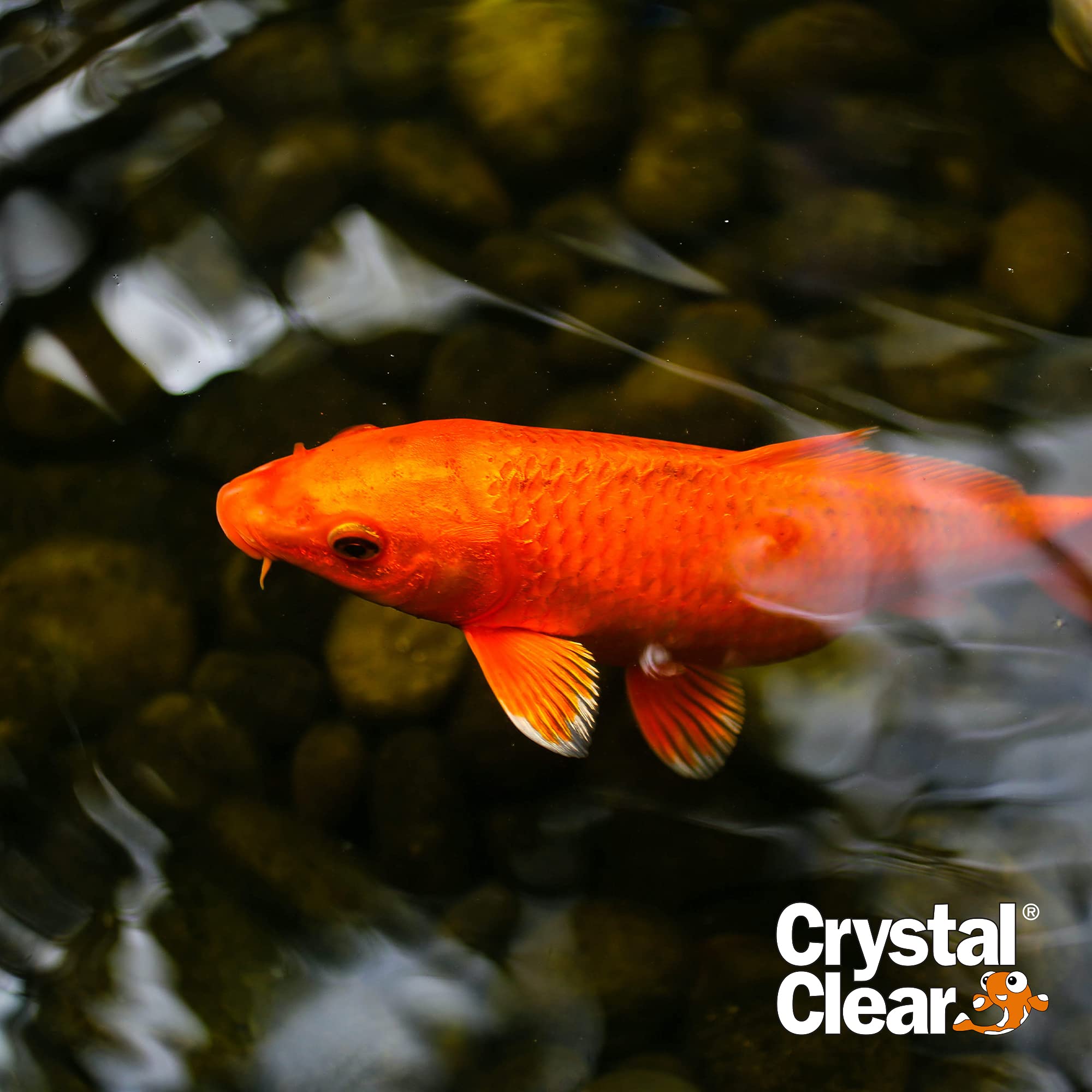 CrystalClear Algae D-Solv water-clarity close-up for koi pond maintenance