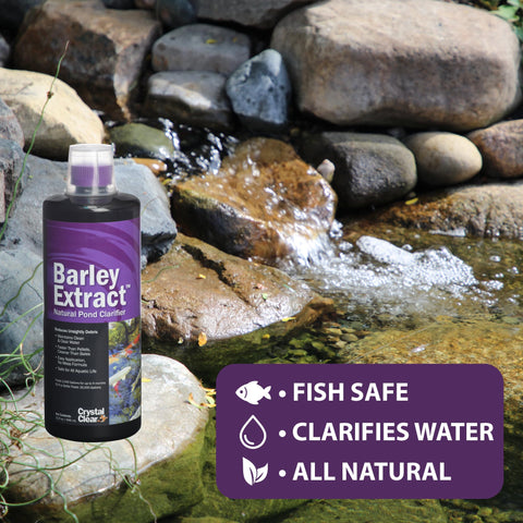CrystalClear Barley Extract enhances koi pond clarity