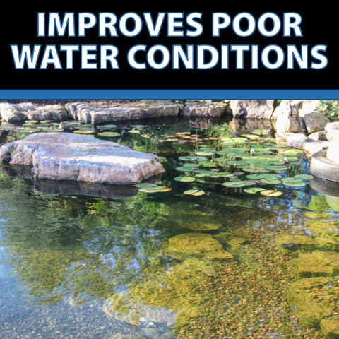 BioClarifier supports biological filters for balance