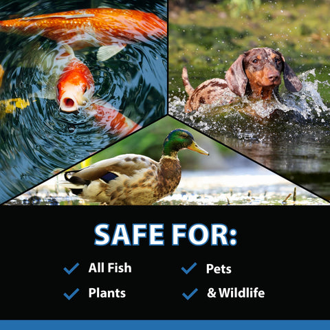 CrystalClear MuckOff tablets sinking to the pond bottom.