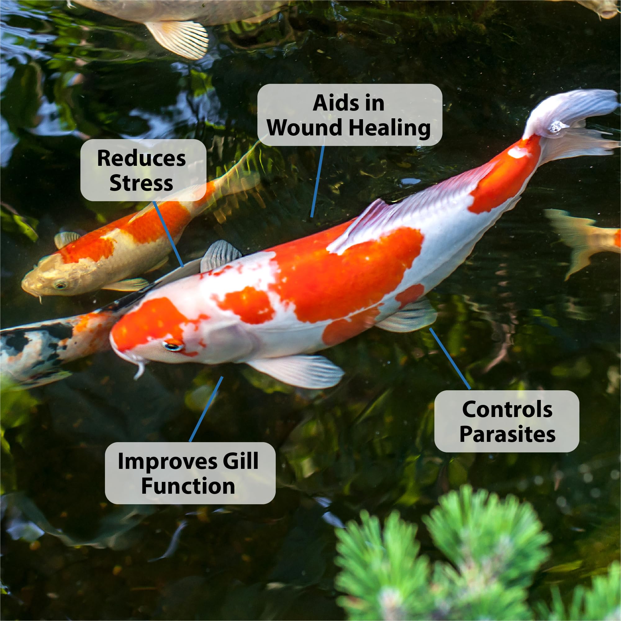 CrystalClear ParaSalt is all natural and safe for aquatic life.