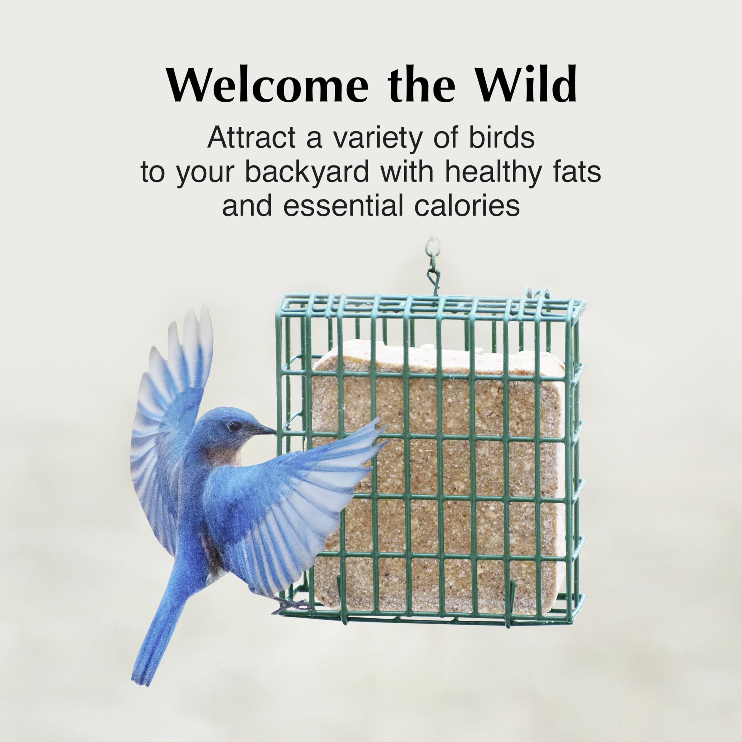 C&S High Energy Delight pleases chickadees during cool mornings at the feeder