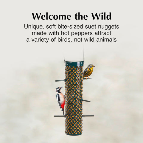 CS Hot Pepper Suet Nuggets provide quick energy for nuthatches.