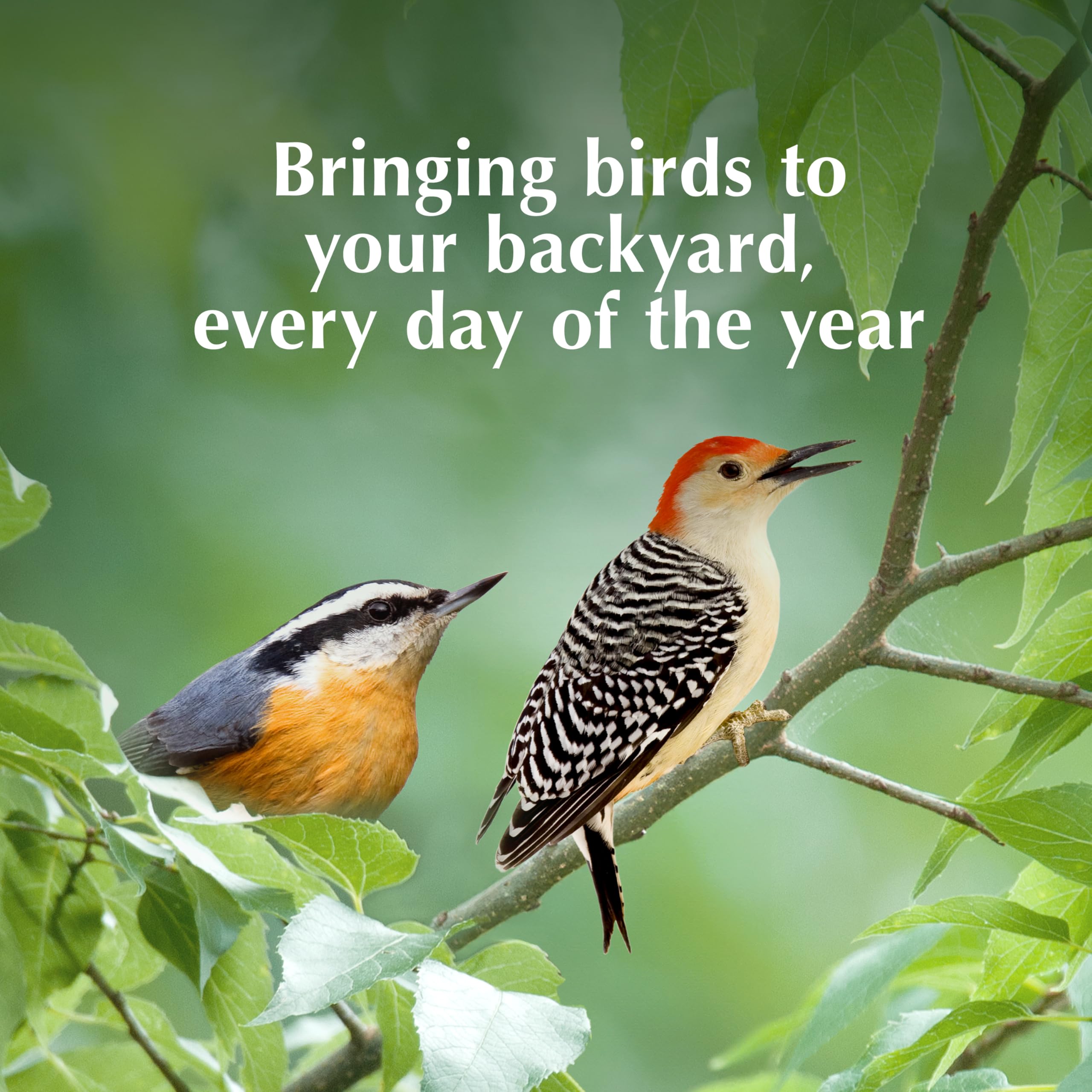 C&S Insect Suet Treat backyard birds, energy foraging support.