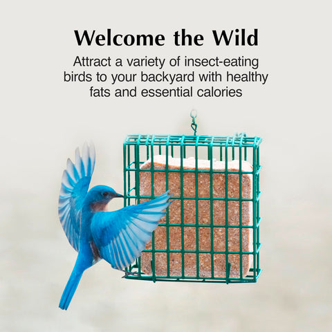 C&S Insect Suet Treat chickadee on cake, year-round energy for nesting.