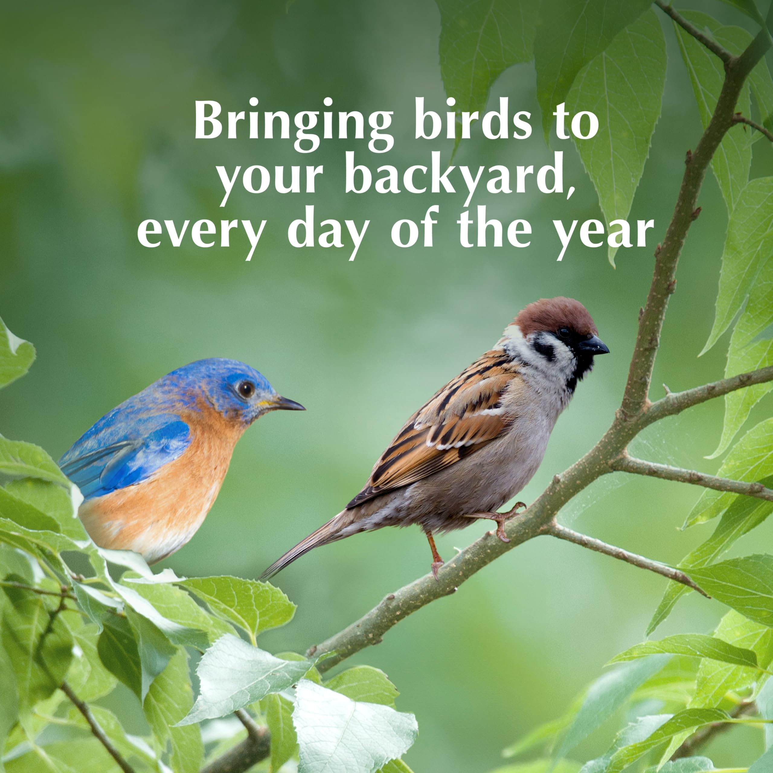 Mealworms and peanuts provide protein-rich energy for birds