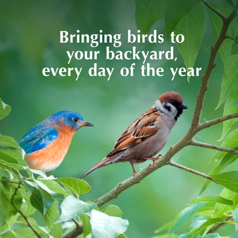 Mealworms and peanuts provide protein-rich energy for birds