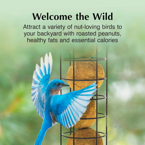 C&S Peanut Delight No Melt Dough Balls woodpecker-visit attracts protein-rich birds