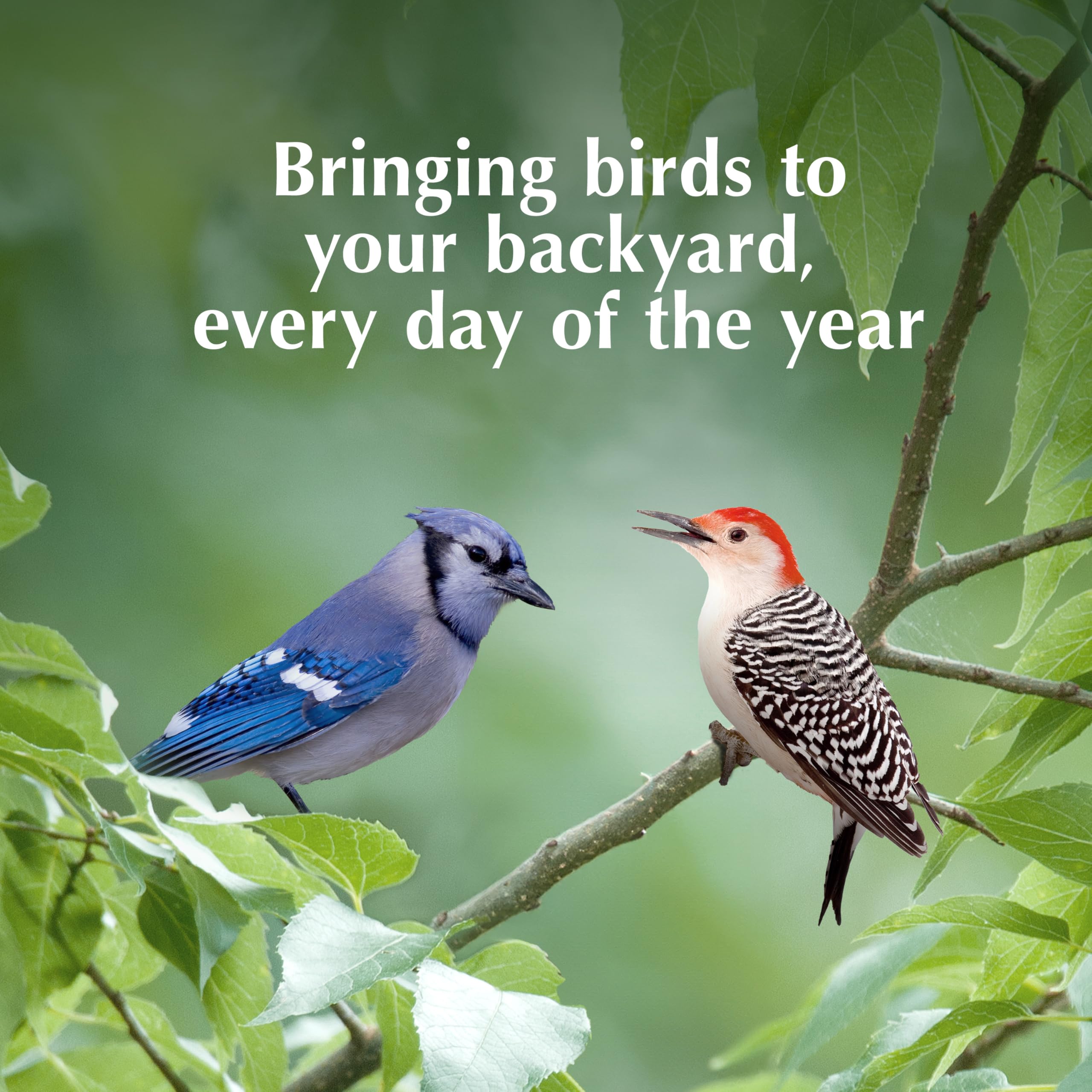 C&S Peanut Delight No Melt Suet Dough Plug encourages foraging behavior in clinging birds.