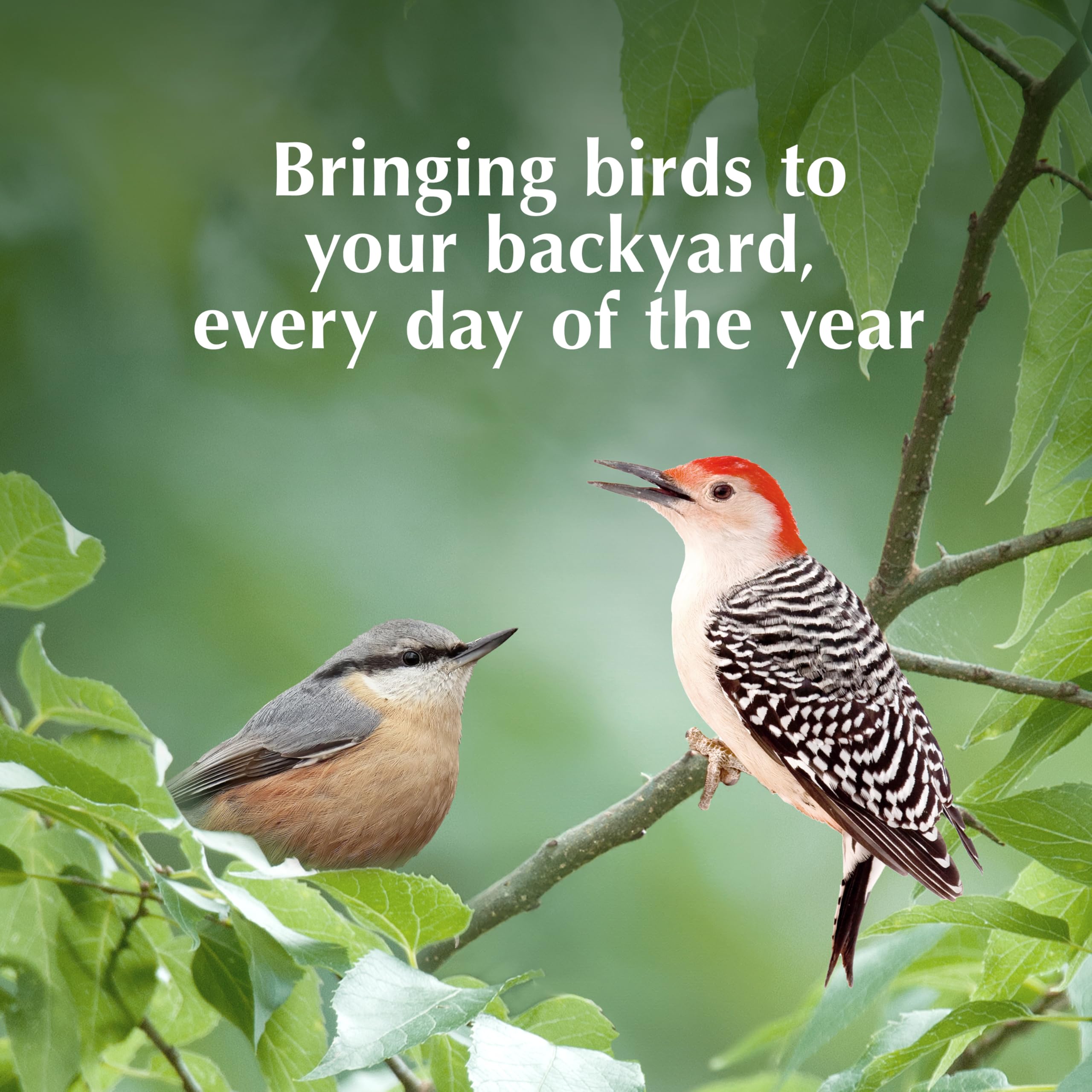 CS Peanut Suet Treat multiple flavors offer variety for birds.