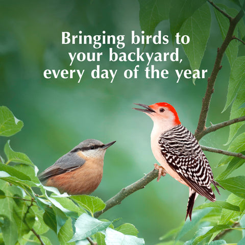CS Peanut Suet Treat multiple flavors offer variety for birds.