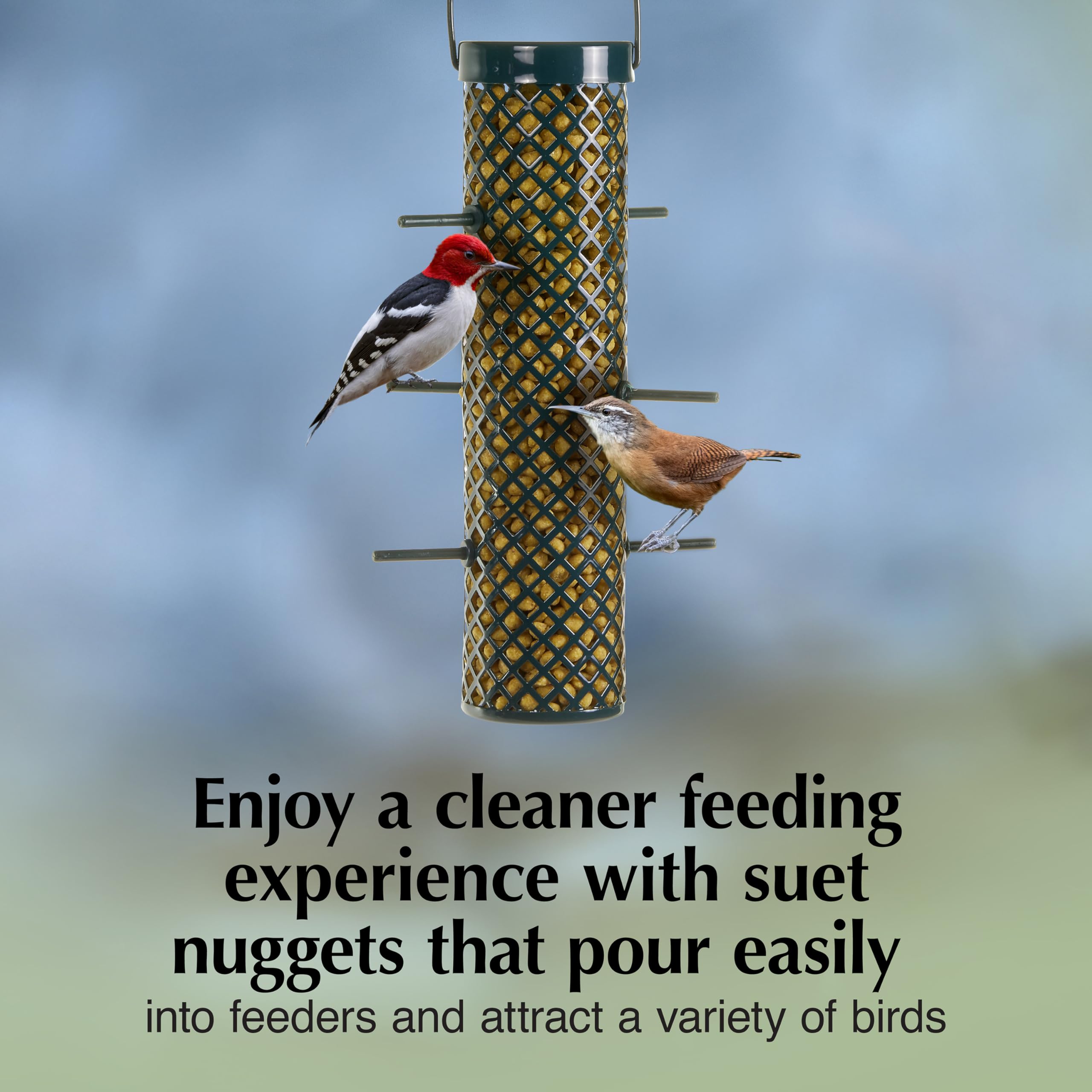 Nuthatch approaching C&S Sunflower Suet Nuggets mixed with seed for versatile feeding