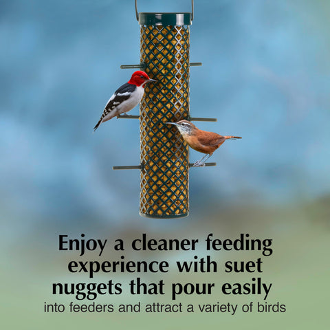 Nuthatch approaching C&S Sunflower Suet Nuggets mixed with seed for versatile feeding
