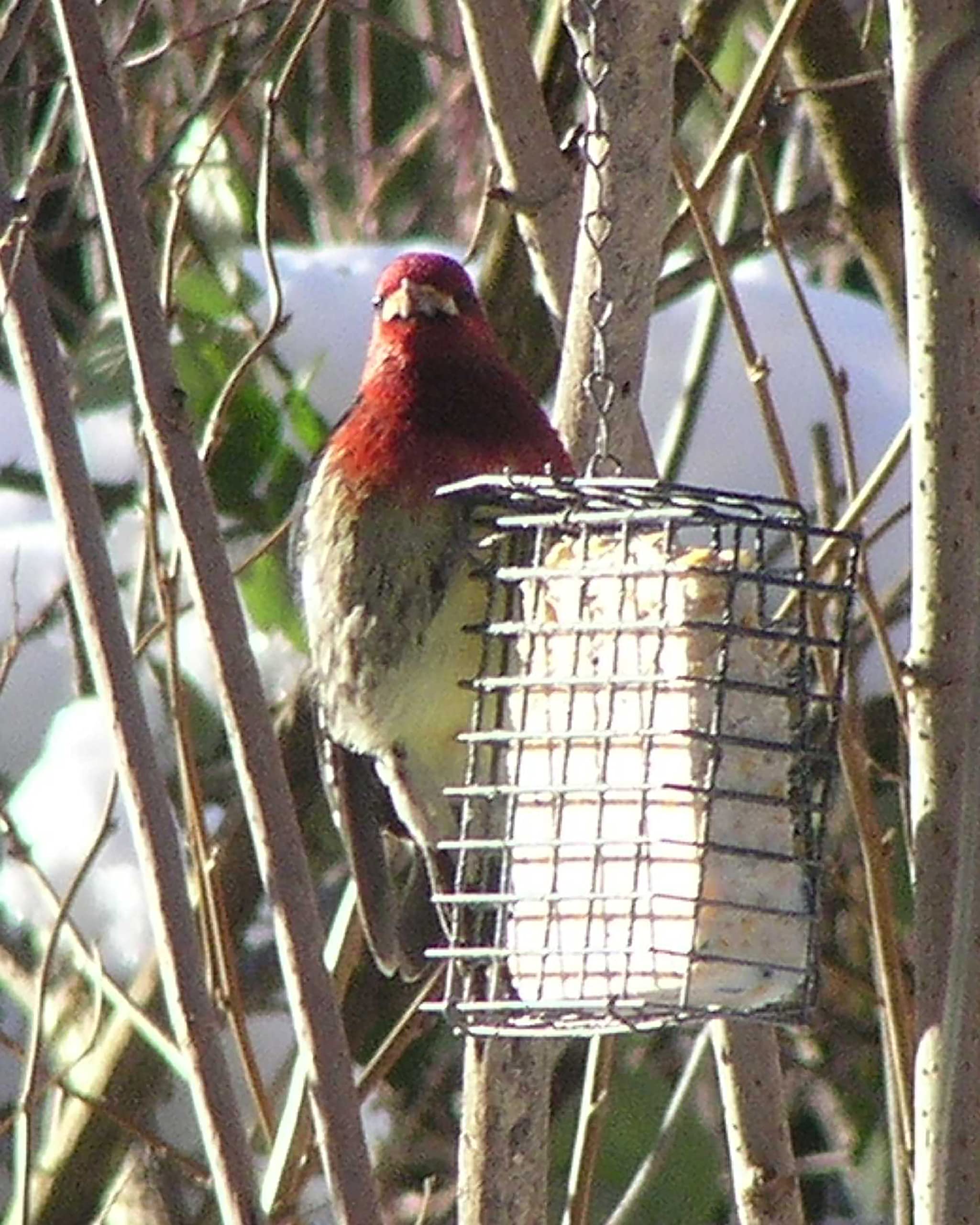 C&S suet basket with vinyl coated wire, weather resistant for seasons