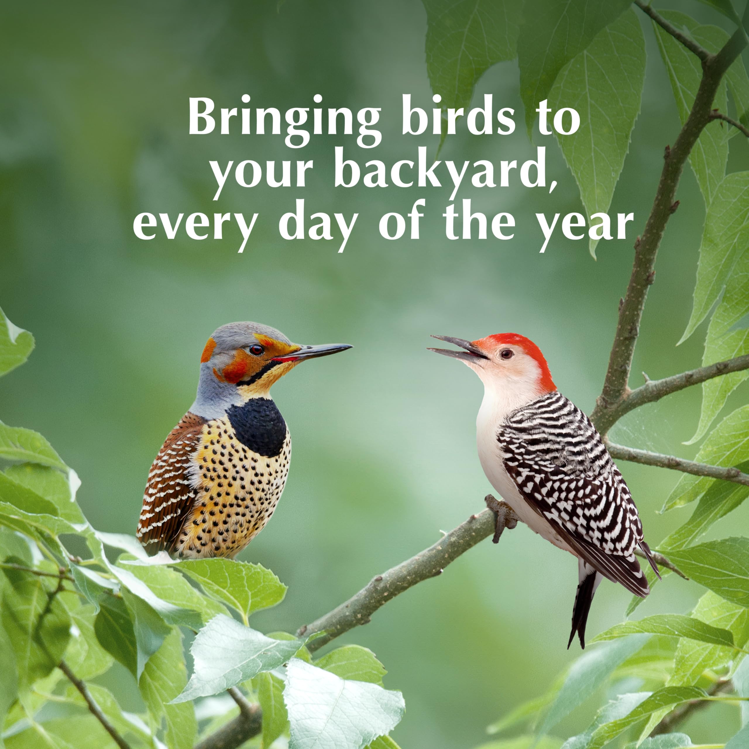 CS Woodpecker Delight sunflower flavor option attracts diverse species.