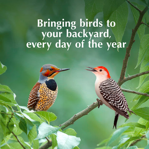 CS Woodpecker Delight sunflower flavor option attracts diverse species.