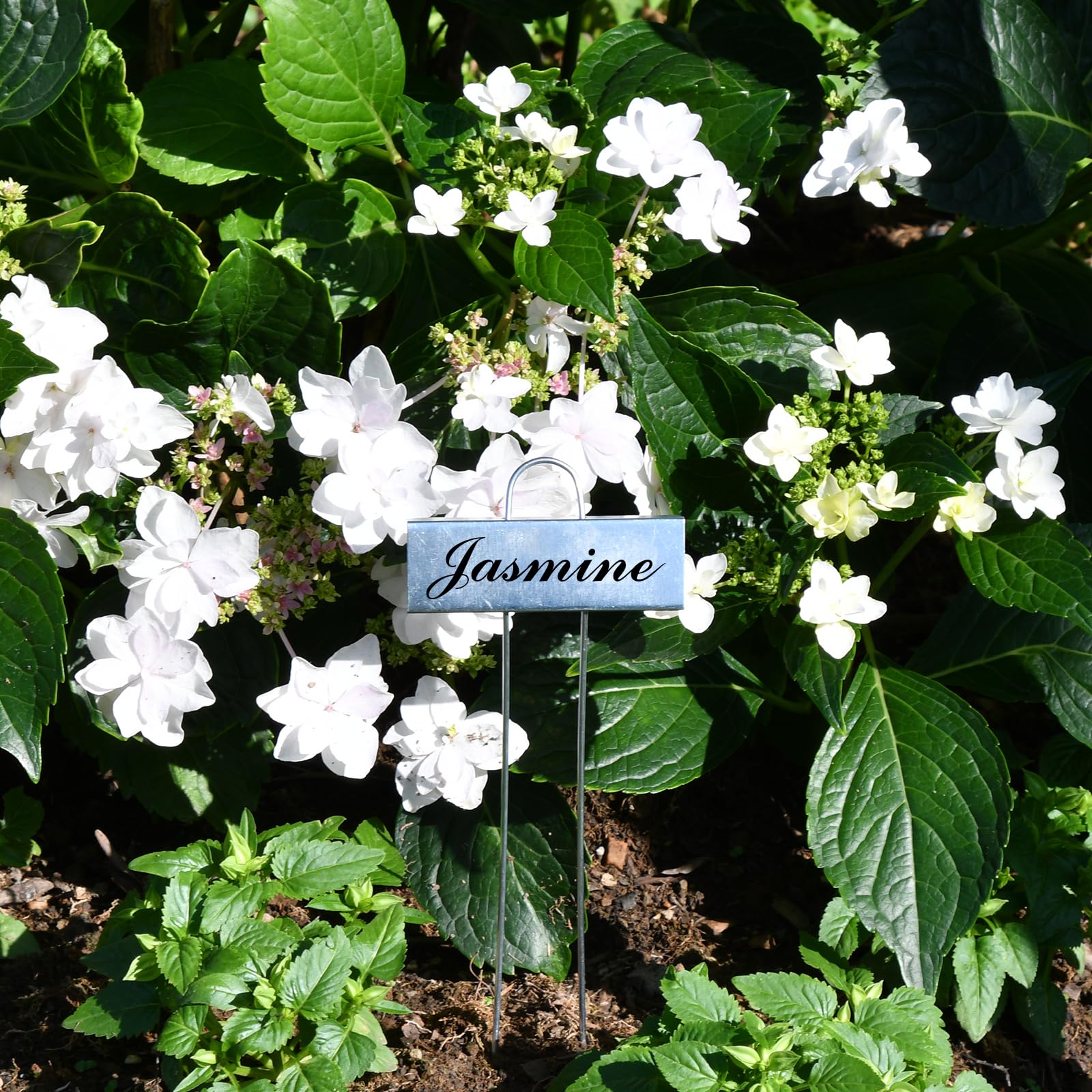 Cureder plant notes dates marker ideal for care reminders.