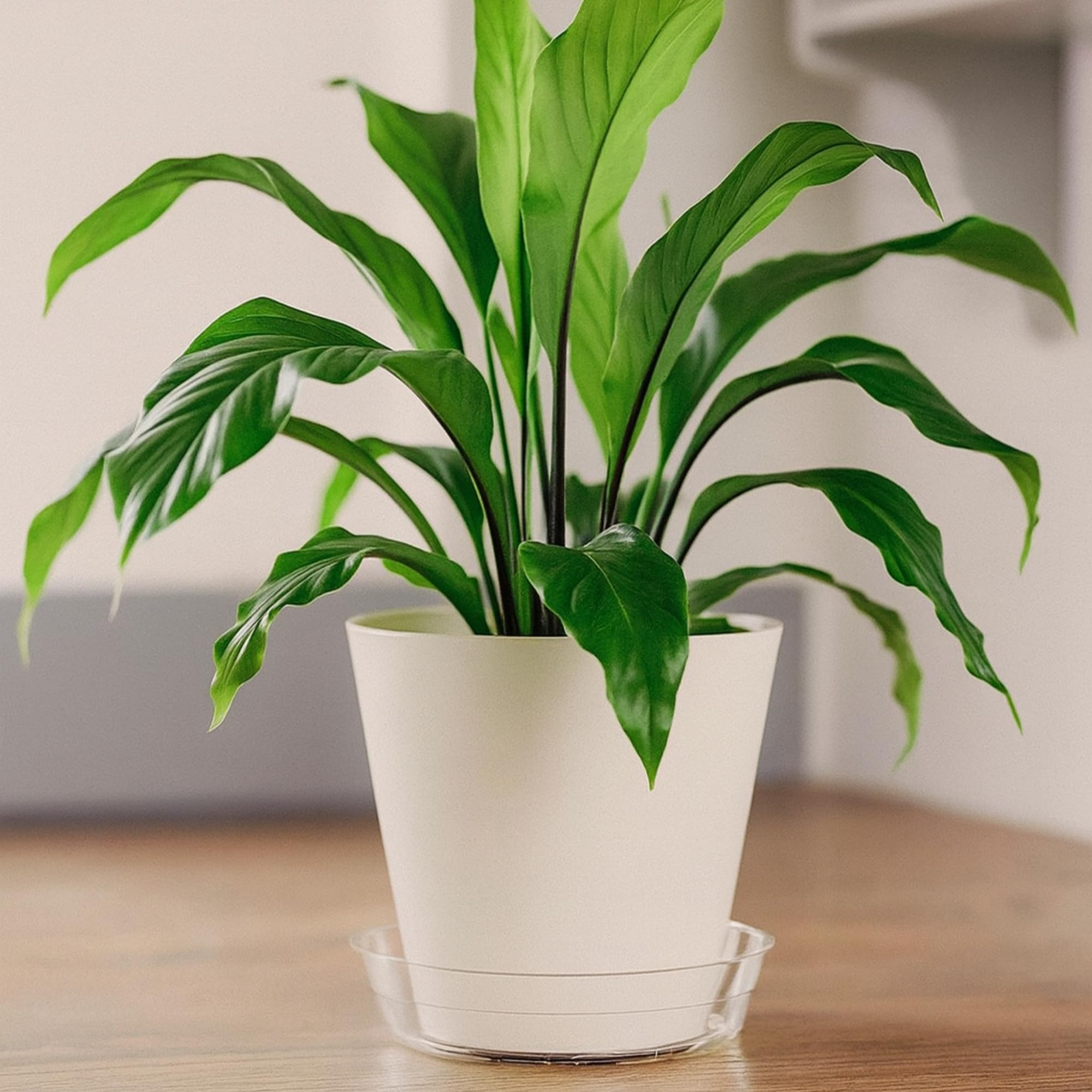 Curtis Wagner Plastics saucer airflow bottom reduces moisture under pots.