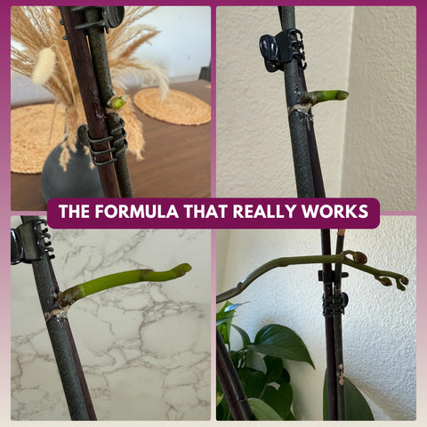 Cute Farms Keiki Cloning Paste application on orchid node promotes new keiki growth.