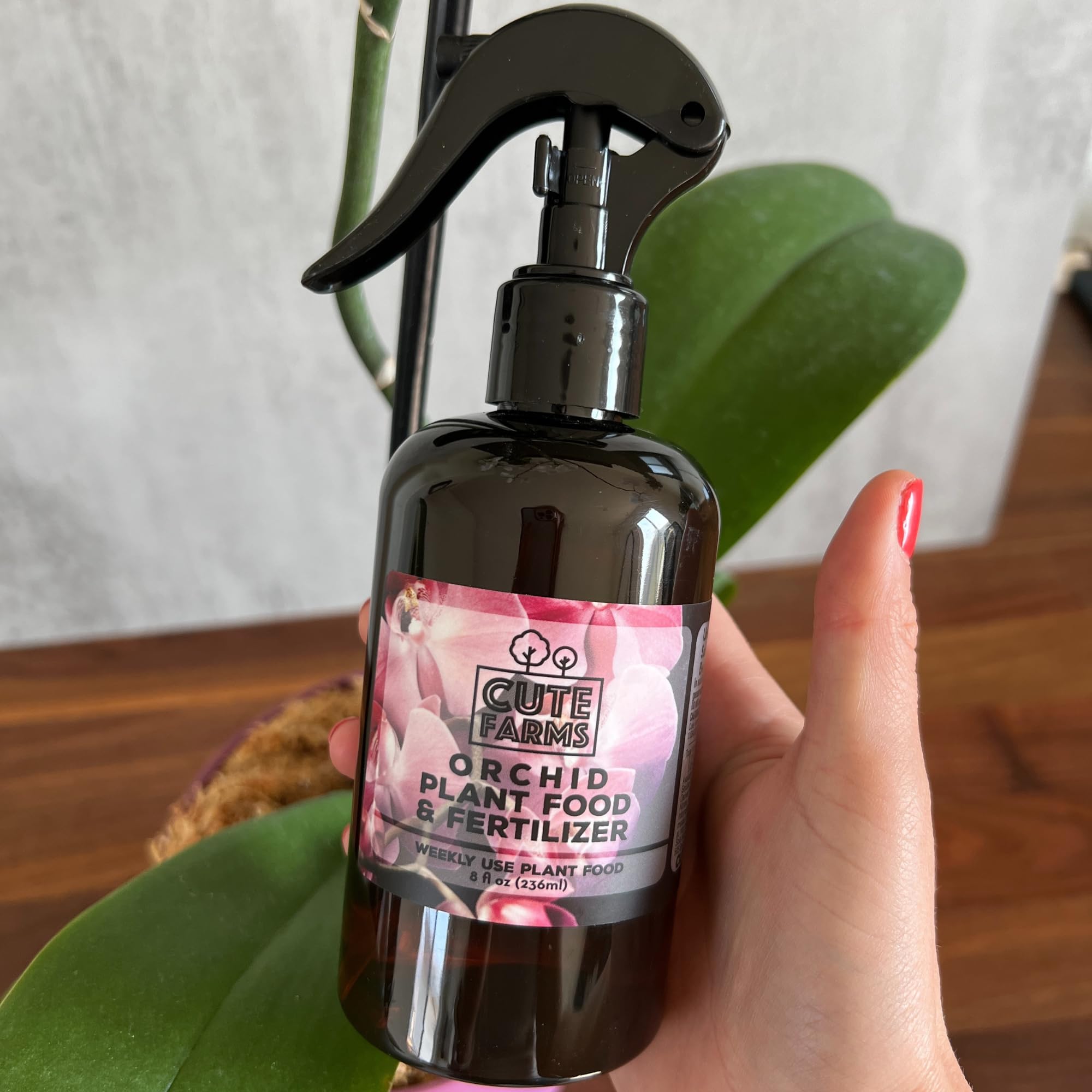 Vibrant orchid blooms after misting with Cute Farms Orchid Fertilizer Mist.