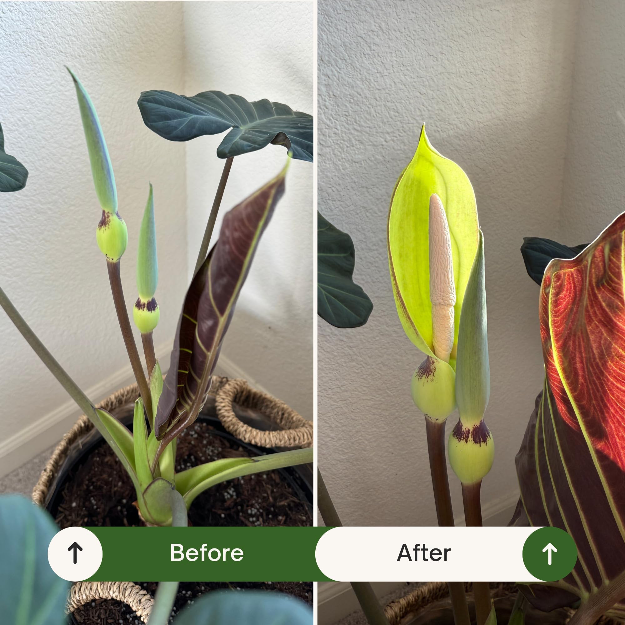 Outdoor potted plants receive organic nutrition from Cute Farms fertilizer