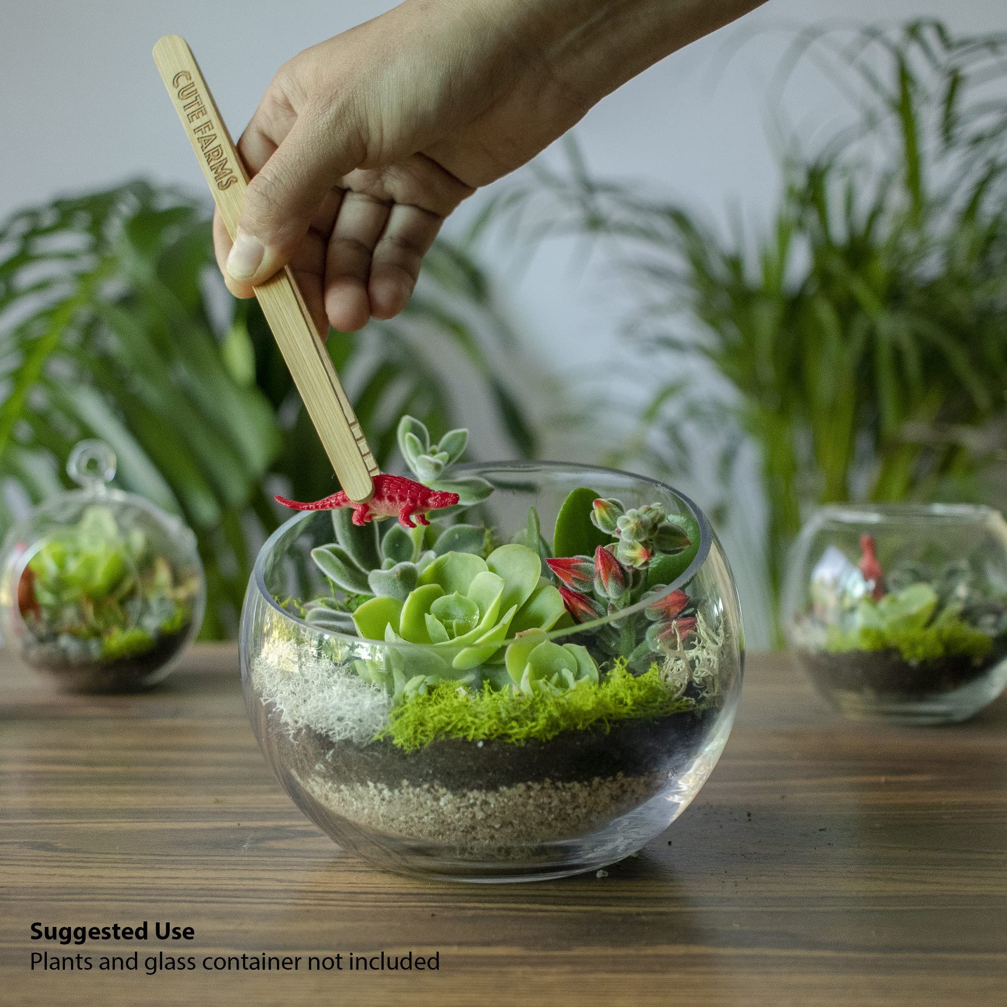 Cute Farms terrarium soil blend promotes drainage and airflow for healthy roots.