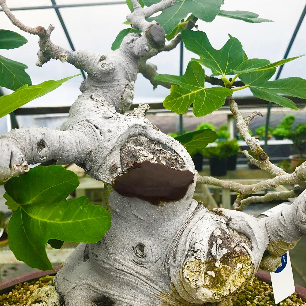 CUTPASTER bonsai cut paste close-up on brown surface, seamless blend