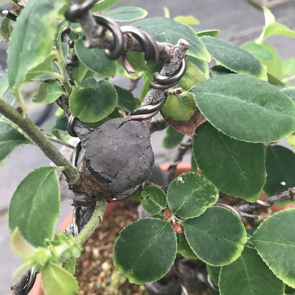 CUTPASTER 190g net packaging, easy storage for bonsai care.