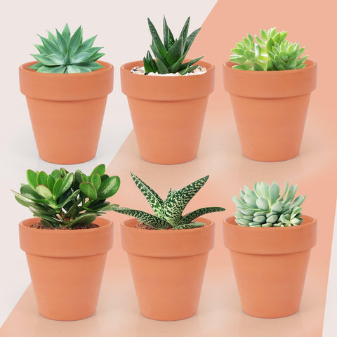 CUZZME terra cotta pot set, 26-pack, uniform indoor plant displays.