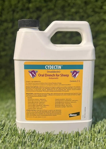 Cydectin Sheep 0.1% Drench in hand, ready for routine treatment.