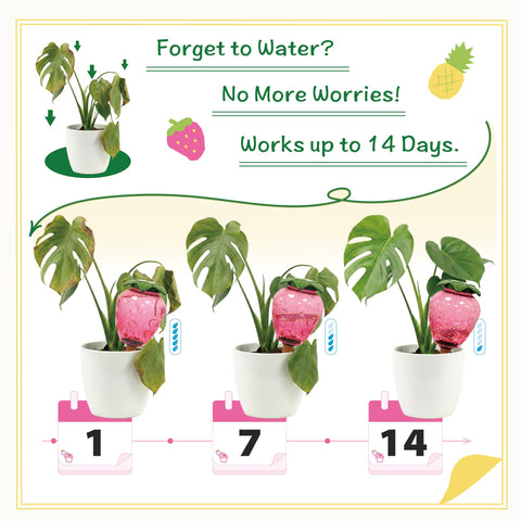 Cynevaris 19oz self-watering globe inserted into soil for long-lasting hydration.