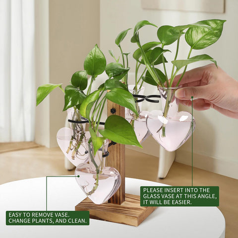CYZglass propagation station with four C-shaped hangers supports flexible indoor gardening.