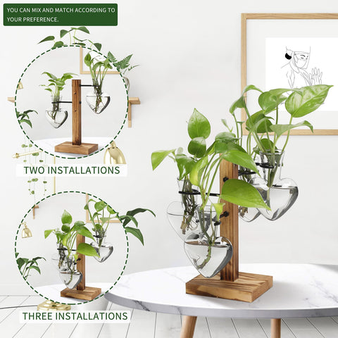 CYZglass windowsill display for propagation serves as a bright centerpiece.