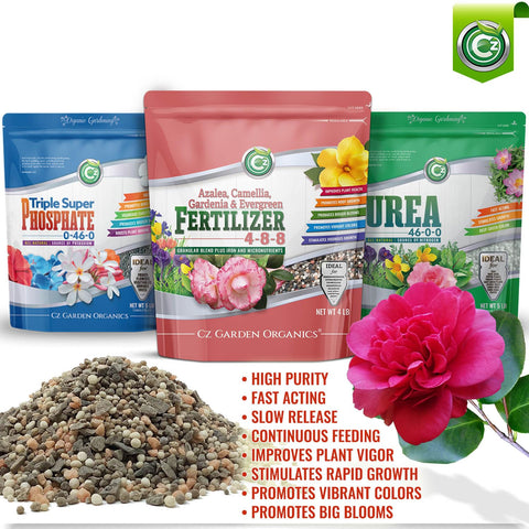 Cz Garden Supply 4-8-8 Camellia fertilizer applied to potted camellias for vibrant indoor blooms.